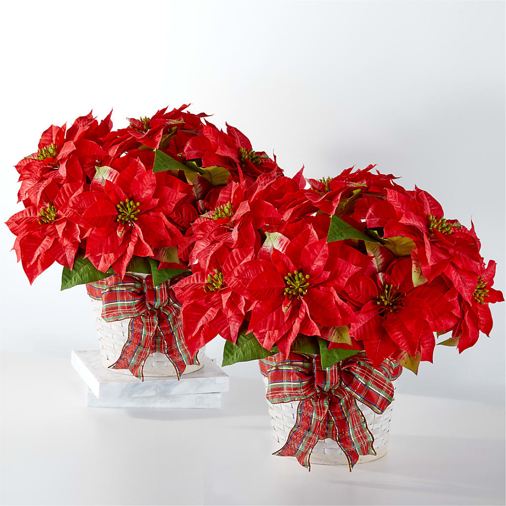 Happiest Holidays Poinsettia Bundle – Oaxaca Florist, Gaithersburg MD
