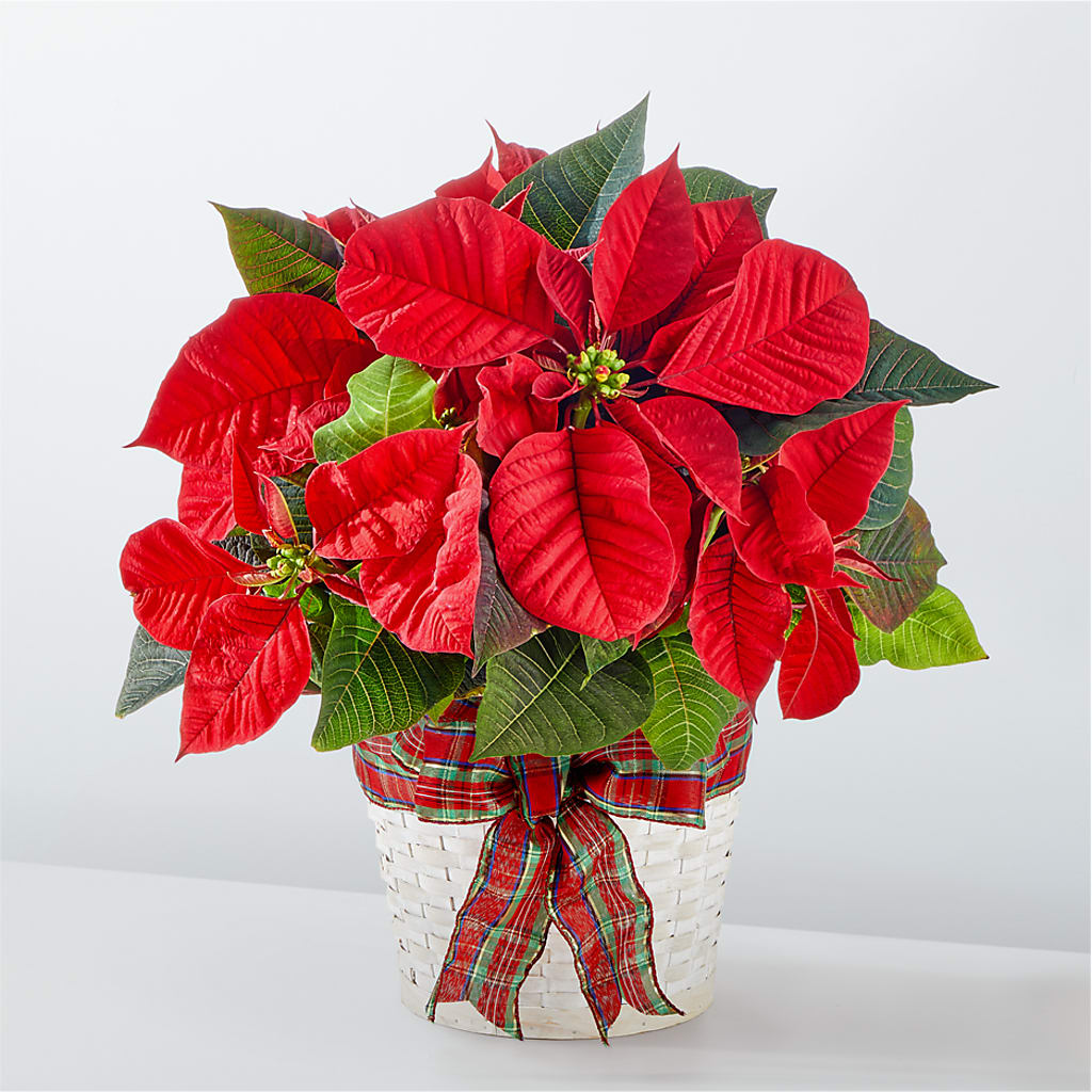 Happiest Holidays Poinsettia – Oaxaca Florist, Gaithersburg MD