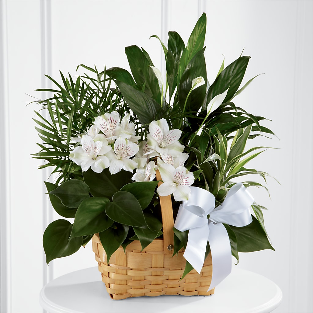 Peace & Serenity Dishgarden – Oaxaca Florist, Gaithersburg MD