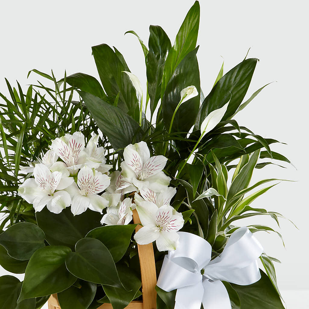 Peace & Serenity Dishgarden – Oaxaca Florist, Gaithersburg MD