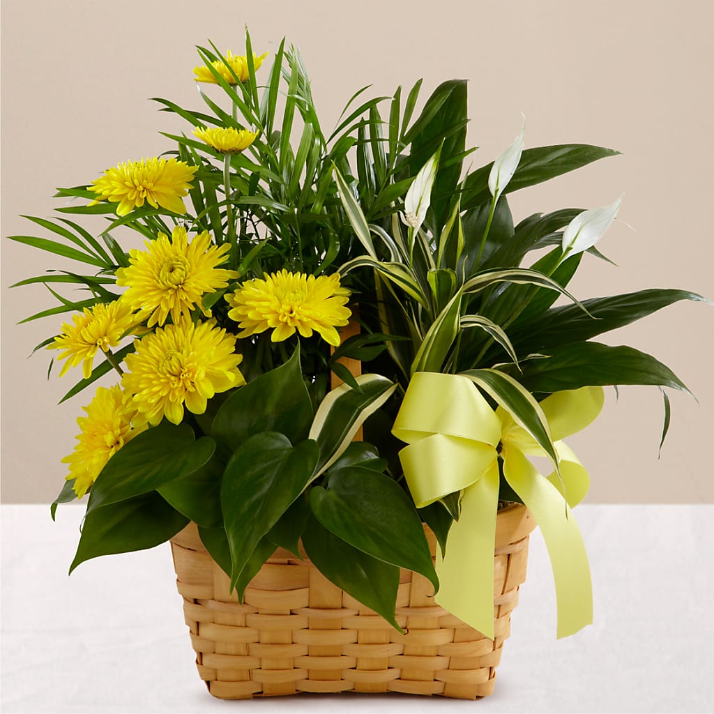 Loving Light Dishgarden – Oaxaca Florist, Gaithersburg MD