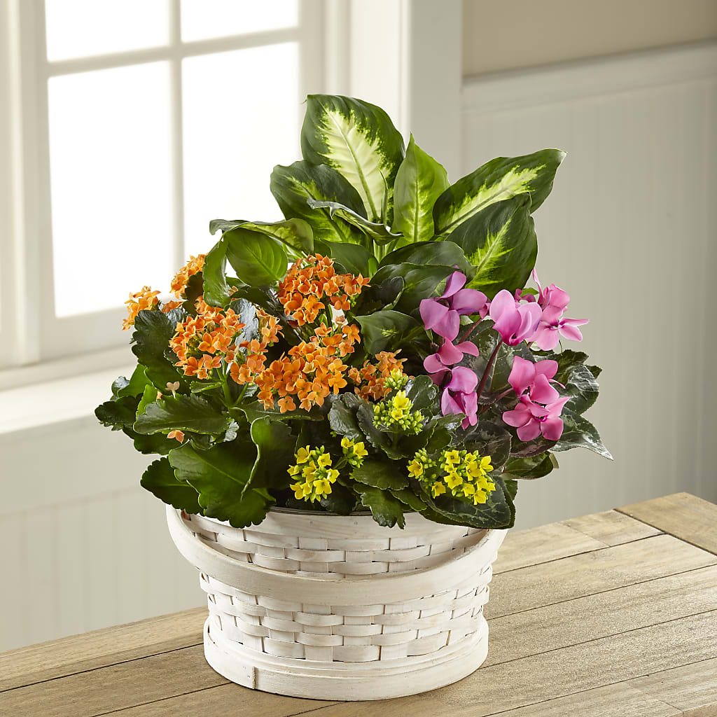 Color Crush Dishgarden – Oaxaca Florist, Gaithersburg MD