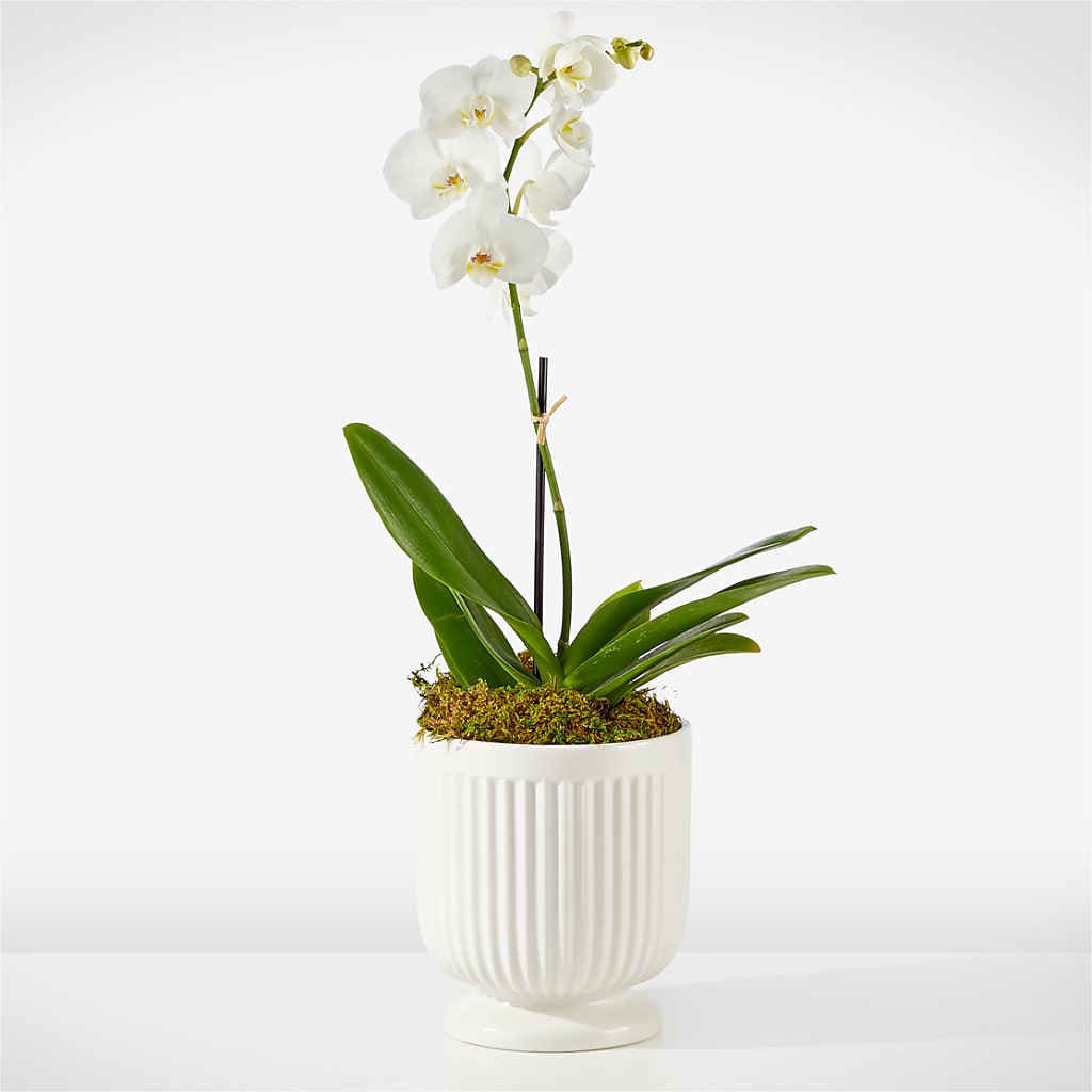 Whispering White Orchid – Oaxaca Florist, Gaithersburg MD