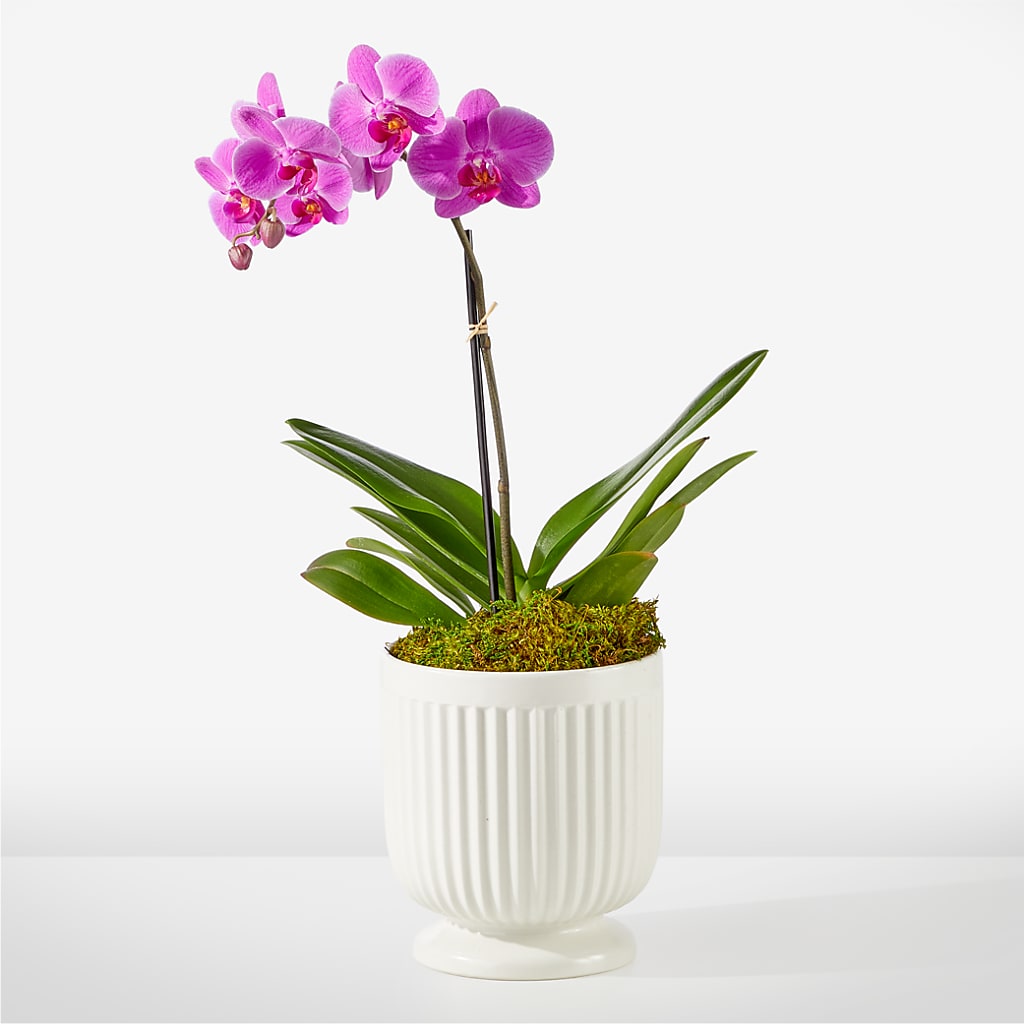 Friendly Fuchsia Orchid – Oaxaca Florist, Gaithersburg MD