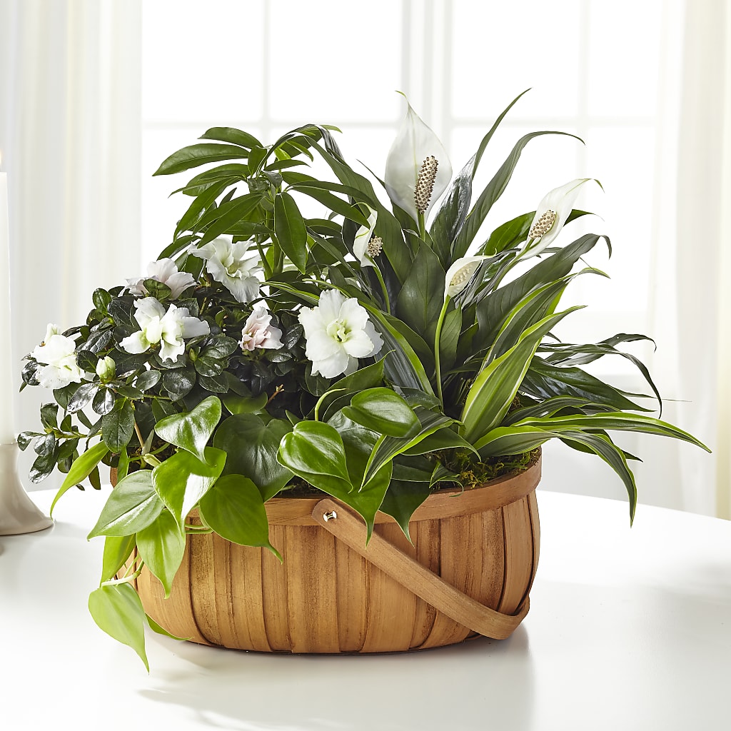 Serene Dishgarden – Oaxaca Florist, Gaithersburg MD
