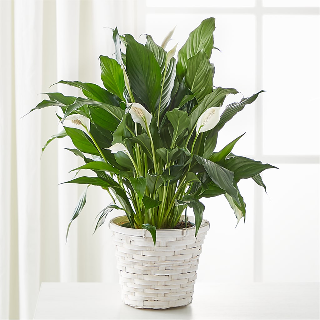 A New Leaf Peace Lily – Oaxaca Florist, Gaithersburg MD