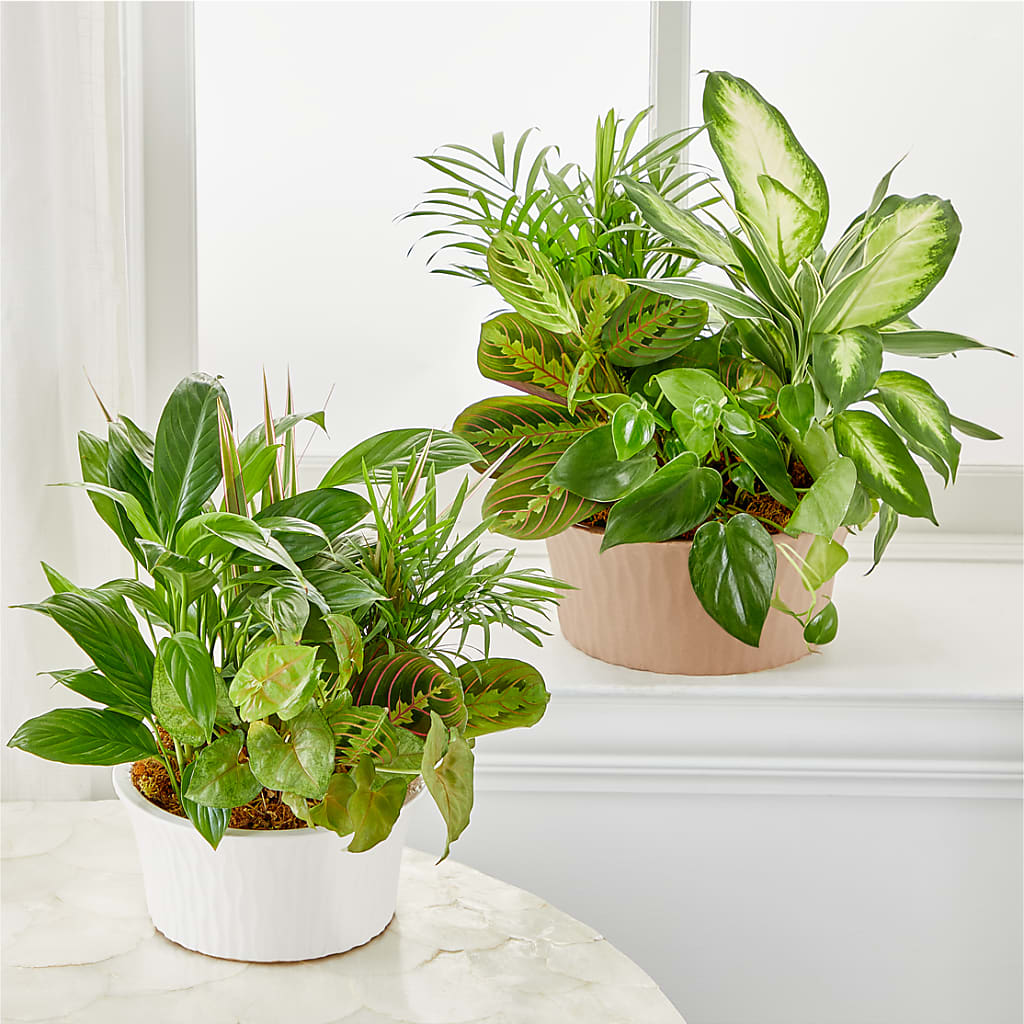 Balance & Harmony Dishgarden – Oaxaca Florist, Gaithersburg MD
