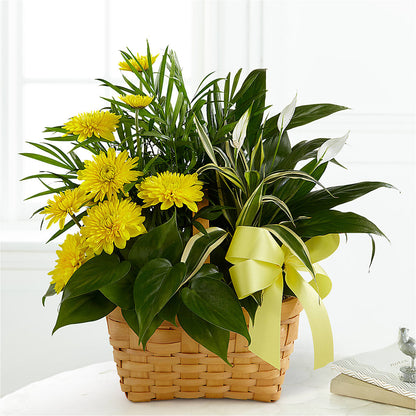 Loving Light Dishgarden –  Oaxaca Florist, Gaithersburg MD