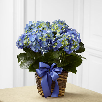 Blue Hydrangea Planter –  Oaxaca Florist, Gaithersburg MD