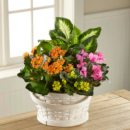Color Crush Dishgarden –  Oaxaca Florist, Gaithersburg MD