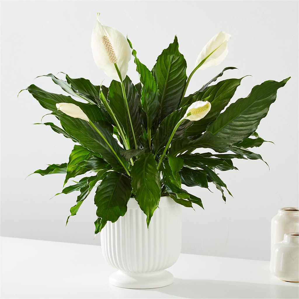 Comfort Planter –  Oaxaca Florist, Gaithersburg MD