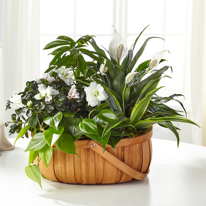 Serene Dishgarden –  Oaxaca Florist, Gaithersburg MD