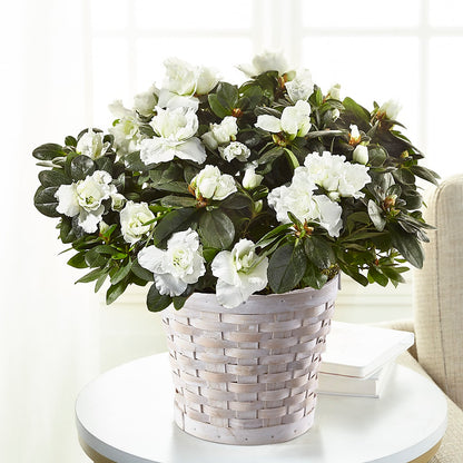 White Azalea Plant –  Oaxaca Florist, Gaithersburg MD