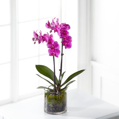 Pink Orchid Plant –  Oaxaca Florist, Gaithersburg MD