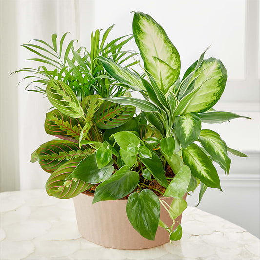 Balance & Harmony Dishgarden –  Oaxaca Florist, Gaithersburg MD