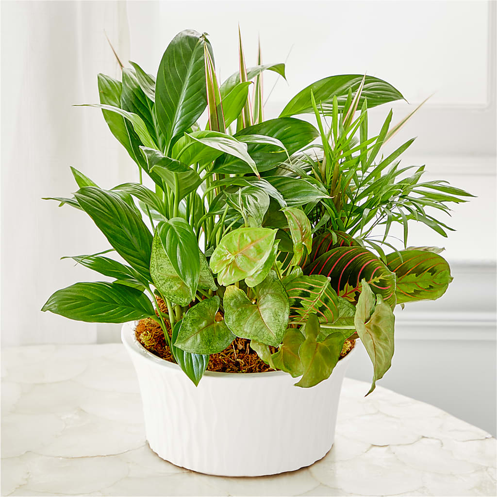 Balance & Harmony Dishgarden –  Oaxaca Florist, Gaithersburg MD