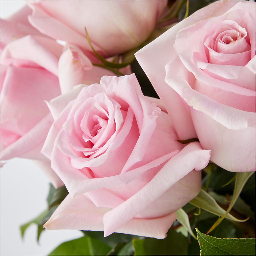Picture Perfect Pink Rose Bouquet –  Oaxaca Florist, Gaithersburg MD