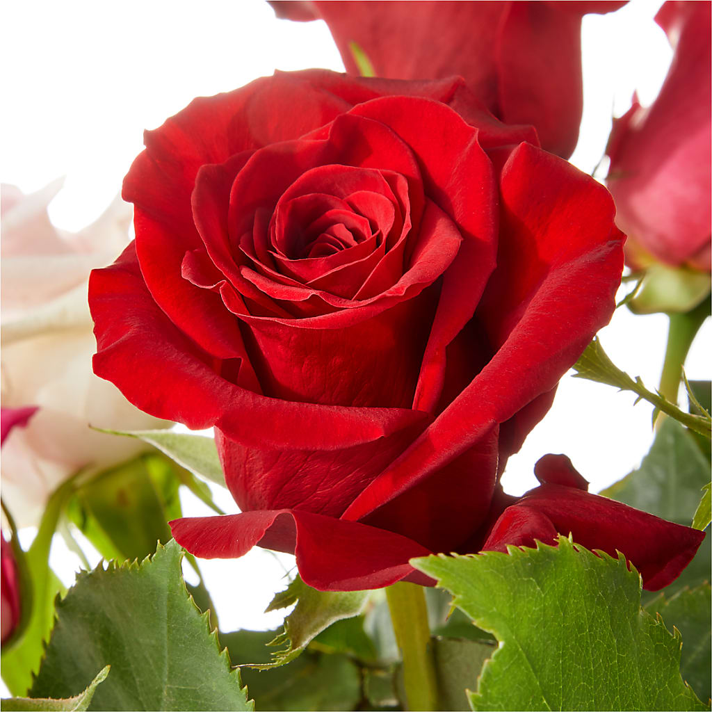 Love Notes Rose Bouquet –  Oaxaca Florist, Gaithersburg MD